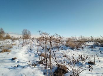 Snow covered plants against clear blue sky