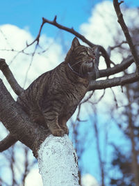 Low angle view of tabby cat on tree