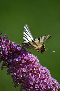 Close-up of butterfly pollinating on purple flower