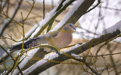 Bird perching on branch
