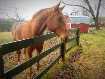 Close-up of horse on grass against sky