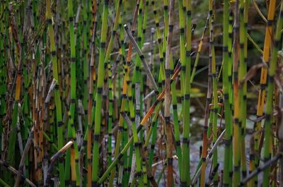 Close-up of bamboo plants