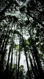 Low angle view of trees in forest