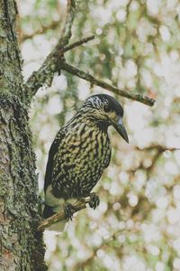 Close-up of bird perching on tree