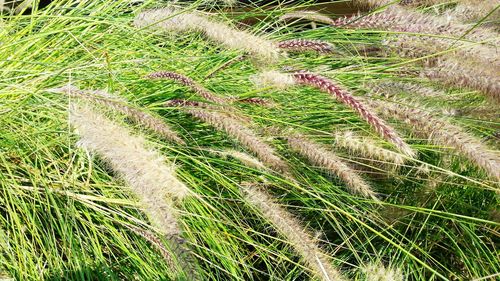 Plants growing in field