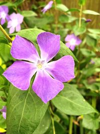Close-up of purple flowering plant
