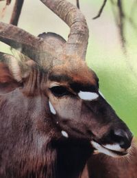 Close-up portrait of a horse