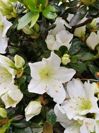 Close-up of white flowers