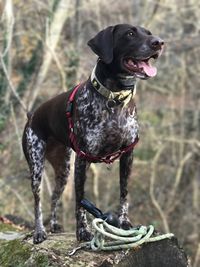 Black dog on field