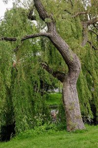 Trees growing in forest