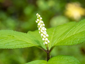 Close-up of flowering plant leaves