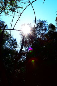 Sun shining through trees