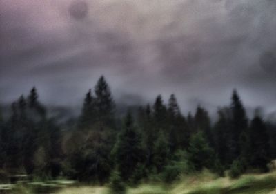 Trees in forest against sky