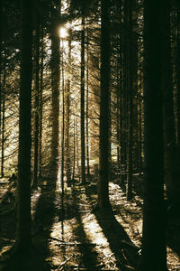 Trees in forest