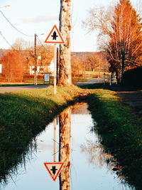 Bare trees in water