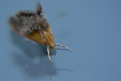 View of butterfly against blue background