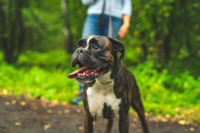 Boxer dog for a walk with the owner.