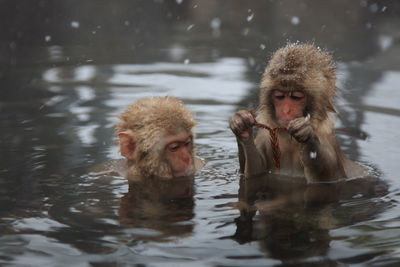 Monkeys in a lake