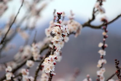 Close-up of cherry blossoms in spring