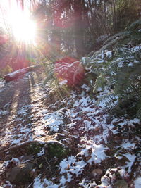 Sun shining through trees in forest