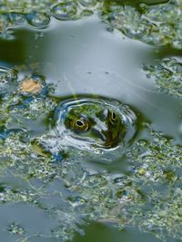 High angle view of frog swimming in pond