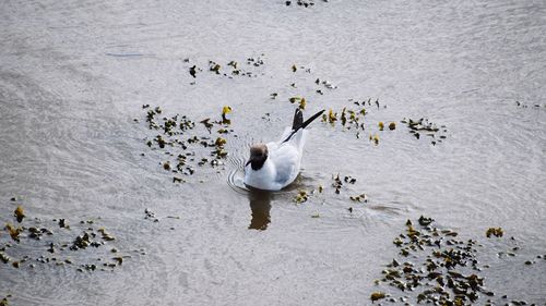 High angle view of swans swimming in lake