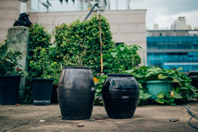 Close-up of potted plants in yard against building