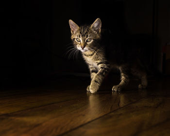 Portrait of cat on wooden floor