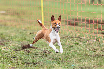 Dog running on field