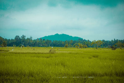 Scenic view of agricultural field against sky