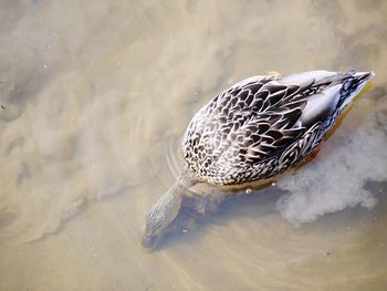 High angle view of duck swimming in lake