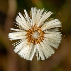 Close-up of white dandelion flower