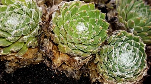 Close-up of fresh green plant