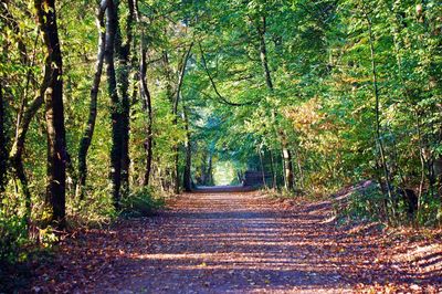 Footpath amidst trees in forest during autumn