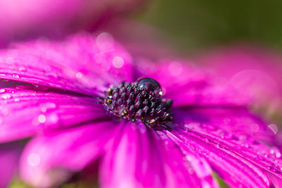 Close-up of pink flower