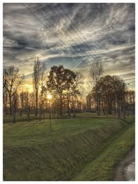 Trees on field against sky