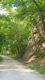 Road amidst trees in forest