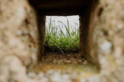 Close-up of tree trunk