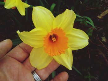 Close-up of yellow flower