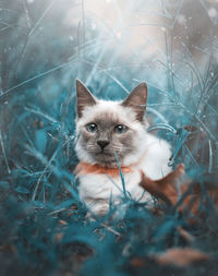 Portrait of kitten on land