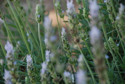 Close-up of plants growing on field