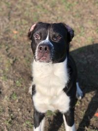 Close-up portrait of a collie/pitt mix as he stands guard