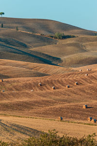 Wavy hills in tuscan farmland