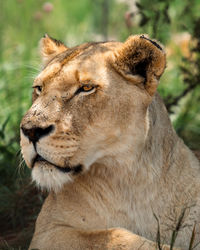 Close-up of lioness