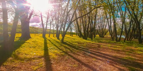 Sunlight streaming through trees in forest