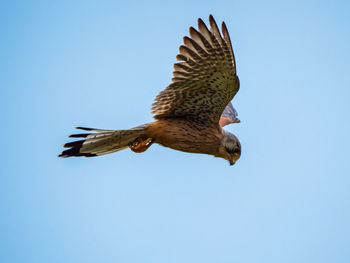 Low angle view of eagle flying against clear blue sky