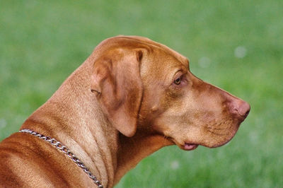 Close-up of a dog looking away