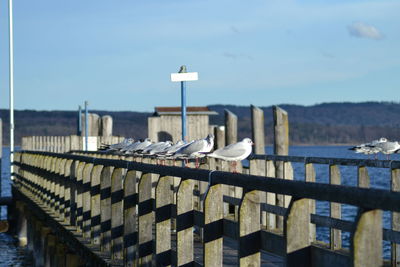 Seagull perching on railing by sea against sky