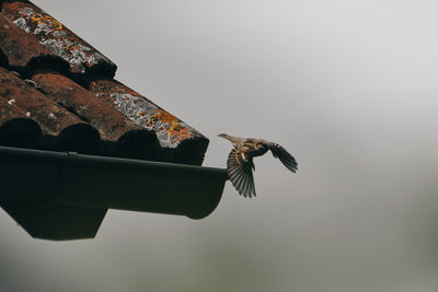 Low angle view of a bird flying