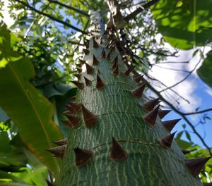 Low angle view of ivy growing on tree